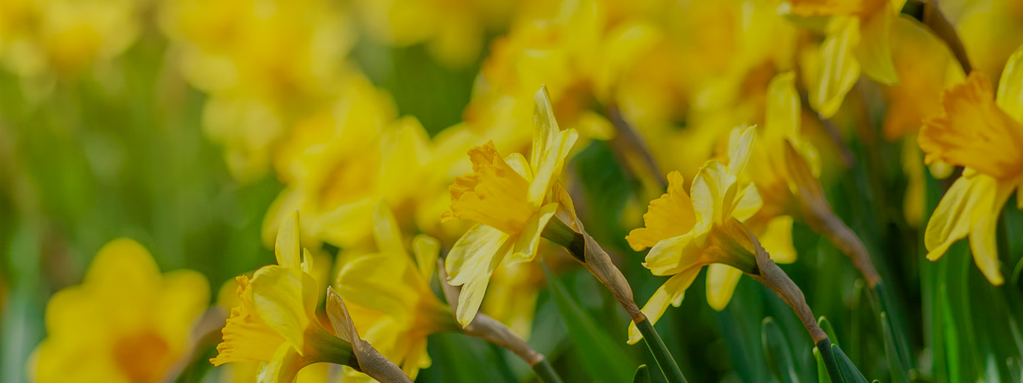 Easter-Daffodils-1-2000x750